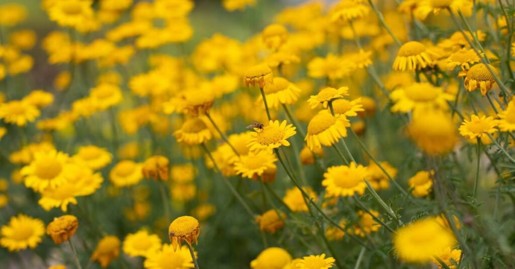 A lively field of yellow golden marguerite flowers in full bloom captures the essence of summer.